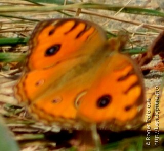 Junonia almana