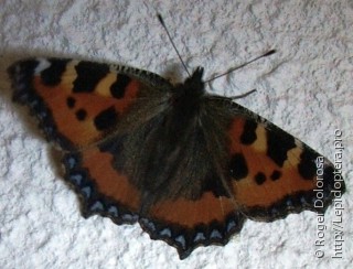 Aglais urticae