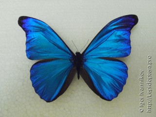 Morpho rhetenor