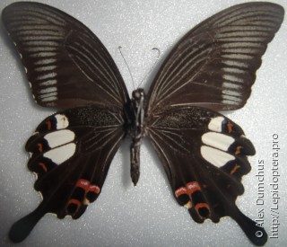 Самец  Papilio iswaroides