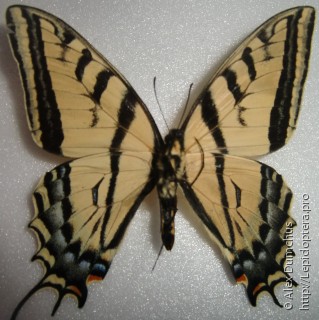 Самец  Papilio multicaudata