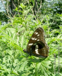 Limenitis moltrechti