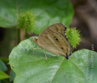 Junonia almana