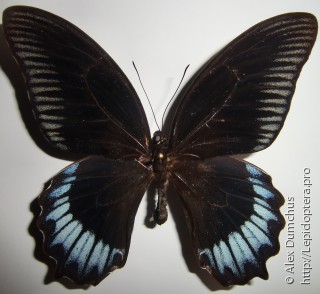 Papilio deiphobus