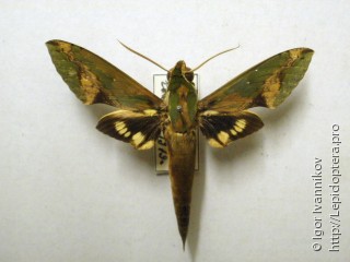 Xylophanes chiron