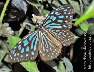 Ideopsis