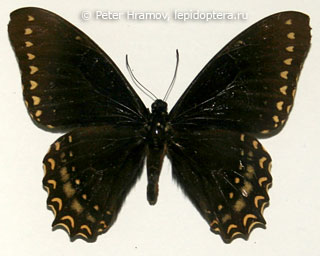 Papilio menatius victorinus