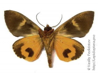 Самец  Eudocima homaena