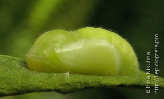 Celastrina filipjevi