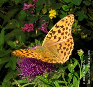 Argynnis ruslana