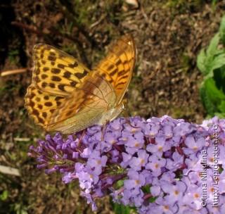 Argynnis ruslana