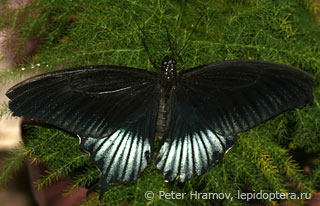 Papilio memnon