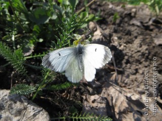 Anthocharis cardamines