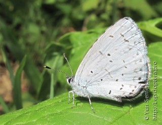 Celastrina ladonides