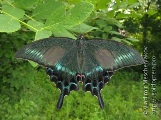 Самец  (Papilio maackii)