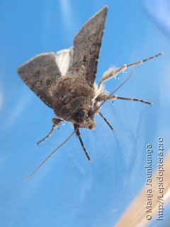 Agrotis segetum