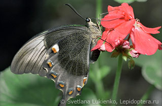 Имаго  Papilio palinurus