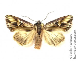 Actinotia polyodon