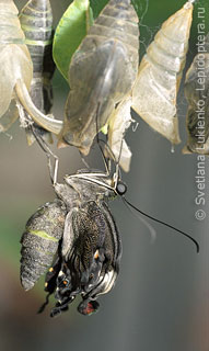 Papilio palinurus