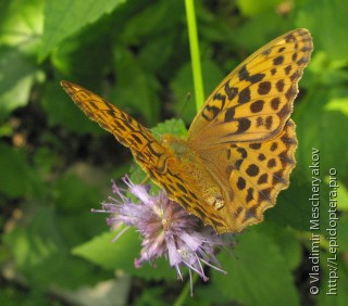 Argynnis ruslana