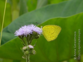 Eurema brigitta