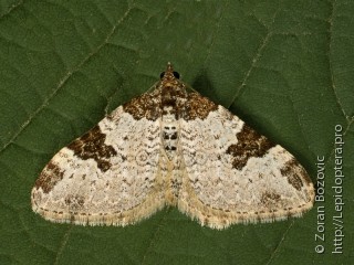 Xanthorhoe fluctuata