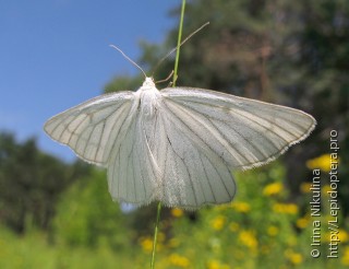 Siona lineata