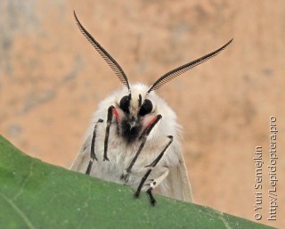 Spilosoma punctarium