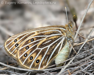 Самка  Triphysa phryne