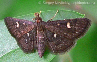 Dolicharthria stigmosalis