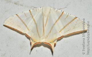 Ourapteryx claretta