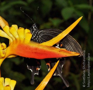 Papilio helenus