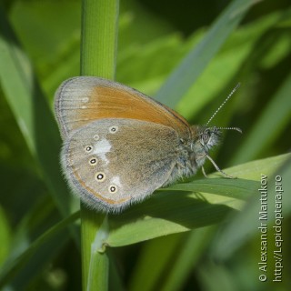 Coenonympha glycerion