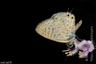 Leptotes pirithous