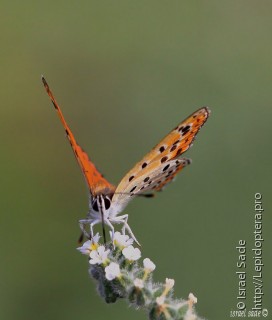 Lycaena thersamon