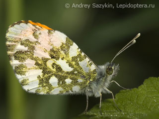 Anthocharis cardamines