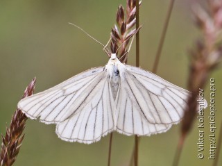 Siona lineata