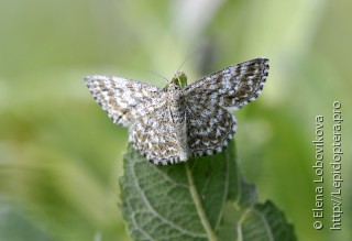 Scopula tessellaria