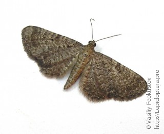 Eupithecia plumbeolata