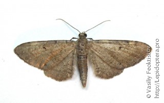 Имаго  Eupithecia absinthiata