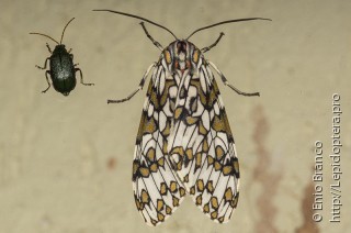 Имаго  Phaegoptera depicta