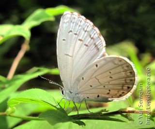 Celastrina ladonides