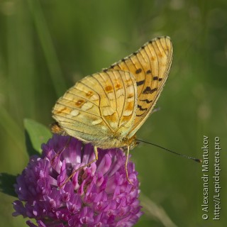 Argynnis adippe