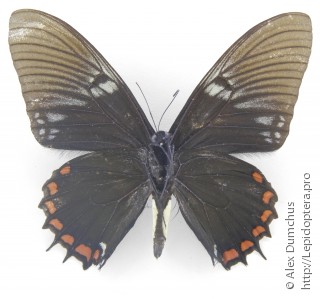Самец  Papilio xanthopleura