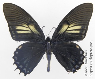 Papilio xanthopleura