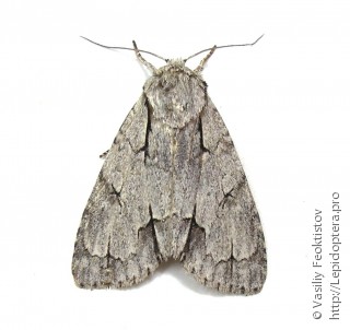 Acronicta psi