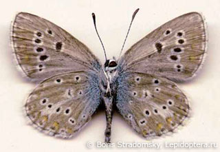 Aricia teberdina