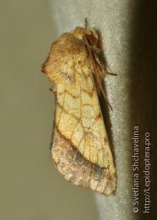 Pyrrhia umbra