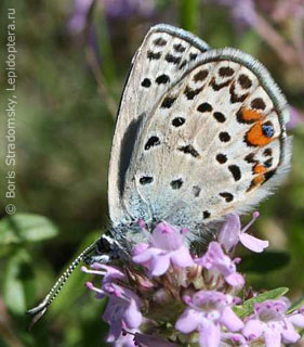 Plebejus loewii