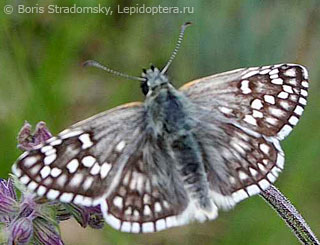 Имаго  (Pyrgus sidae)